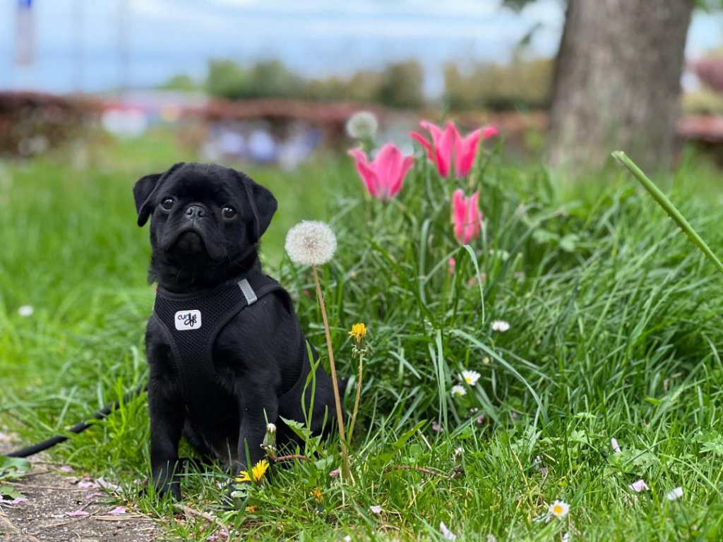 Mops aus dem  Projekt Mops 2.0 