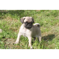 Welpe_3_Trentmann