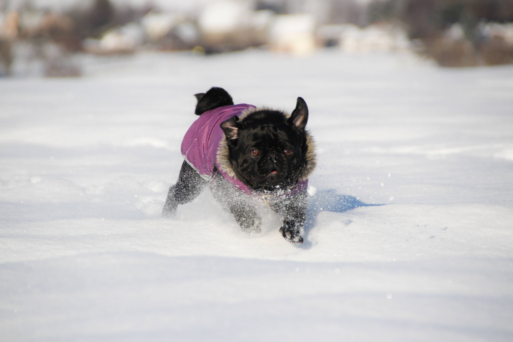 Mops aus dem  Projekt Mops 2.0 